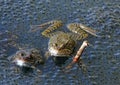 Frogs in the water next to spawning Royalty Free Stock Photo