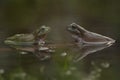 Frogs on the water