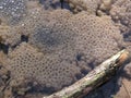 Frogspawn with branch Royalty Free Stock Photo