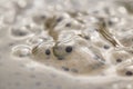 Frogspawn close up