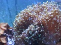 Frogspawn coral