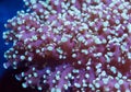 Frogspawn coral background Royalty Free Stock Photo