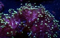 Frogspawn coral