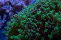 Frogspawn coral polyps Royalty Free Stock Photo