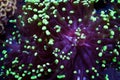 Frogspawn euphyllia coral Royalty Free Stock Photo