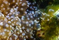 Frogspawn, Euphyllia divisa, Euphyllidae, Indo-pacific Ocean Royalty Free Stock Photo