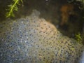 Frog Spawn on a garden pond