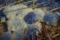 Frogspawn floating in muddy pond early spring nature details