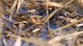 Frogspawn in a lake water surrounded by reed leaf