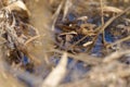 Frogspawn in a lake water surrounded by reed leaf