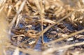 Frogspawn in a lake water surrounded by reed leaf