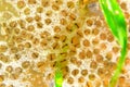 The frogspawn(larval stage) call tadpoles