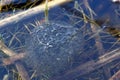 Frogspawn in a little pond, end Royalty Free Stock Photo