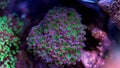 Frogspawn LPS Coral