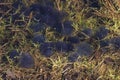 Frogspawn