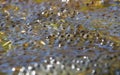 Frogspawn in water