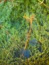 Frogspawn in water
