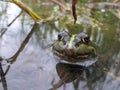 Frogy Royalty Free Stock Photo