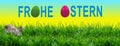 Frohe Ostern! Osterhase auf der Wiese, easter bunny Royalty Free Stock Photo