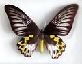 Froides Hypolitus a Beautiful giant butterfly