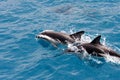 Rozpustilost delfíni 