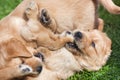 Frolic puppies Royalty Free Stock Photo