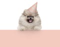 Frolic smiling pomaranian spitz puppy dog with birthday party hat, hanging with paws on pastel orange banner