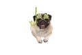 Frolic smiling pug puppy dog with green snorkel and goggles, ready to dive, isolated