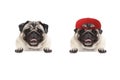 Frolic smiling pug puppy dog wearing red cap hat, with paws on white banner