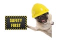 Frolic smiling pug puppy dog with yellow constructor helmet, holding up black and yellow safety first sign board Royalty Free Stock Photo