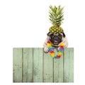 Frolic smiling tropical summer pug puppy dog with flower garland, hanging with paws on reclaimed wooden fence board