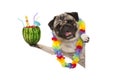 Frolic summer pug dog with hawaiian flower garland, holding watermelon cocktail with umbrella and straws Royalty Free Stock Photo