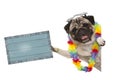Frolic summer pug dog with hawaiian flower garland and sunglasses, holding up blue vintage wooden board Royalty Free Stock Photo