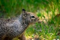 Squirrel in Beautiful Meadow Area