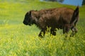 Frolicking Baby Buffalo