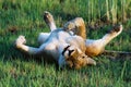Frolicking Female Lion Royalty Free Stock Photo