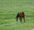 Frolicking Horse