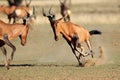 Frolicking red hartebeest