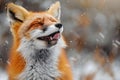 Frolicsome Fox Enjoying Snowflakes. Concept Winter Wonderland, Fox Photography, Snowy Scenes, Royalty Free Stock Photo