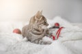Frolicsome gray tabby kitten with blue eyes plays with a red satin ribbon on a white plaid in the living room