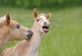 Frolicsome Haflinger foals play together Royalty Free Stock Photo