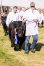 Frome, Somerset, UK, 14th September 2019 Frome Cheese Show Dexter bull with rosettes in the livestock parade