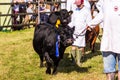 Frome, Somerset, UK, 14th September 2019 Frome Cheese Show Dexter cow with rosettes in the livestock parade