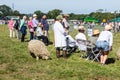 Frome, Somerset, UK, 14th September 2019 Frome Cheese Show A greyface dartmoor grazing while its handler watches judging