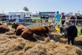 Frome , Somerset, UK, 14th September 2019 Frome Cheese Show A Hereford cow led down in the cattle lines Royalty Free Stock Photo