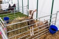 Frome, Somerset, UK, 14th September 2019 Frome Cheese Show 1 of a pair, British Toggenburg goat looking out of its pen