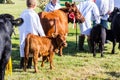 Frome, Somerset, UK, 14th September 2019 Frome Cheese Show Red dexter cow & calf with young handlers in livestock parade