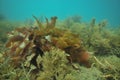 Frond of brown kelp among sea weeds.