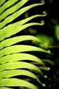 Frond composition