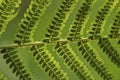 Frond fern texture closeup Royalty Free Stock Photo